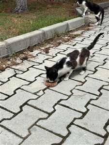 Veterinerlik Öğrencilerinden Sıfır Atık Hedefli Toplumsal Katkı